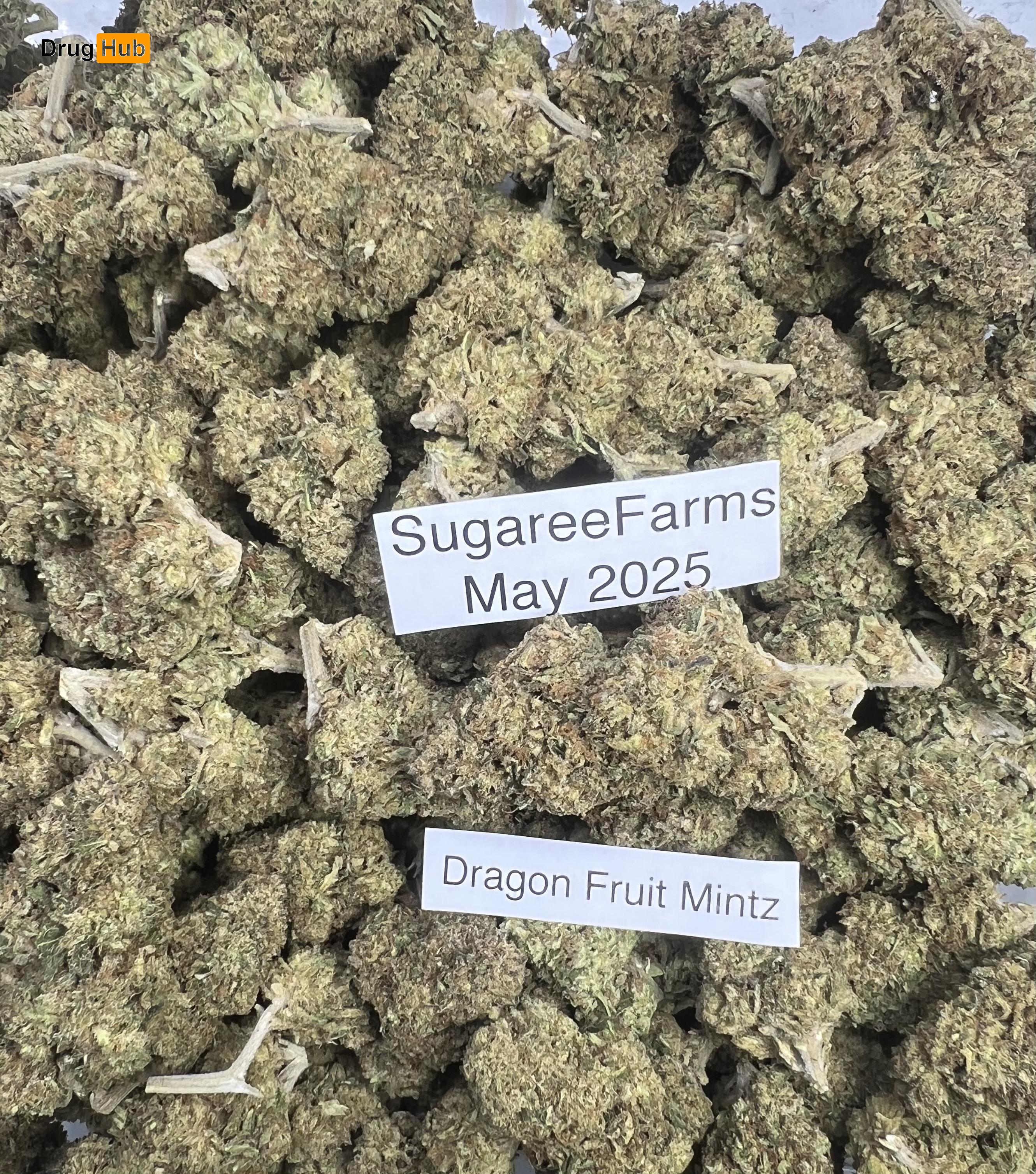 Dragon Fruit Mintz (14g) (Super Sale + Free Ship!)