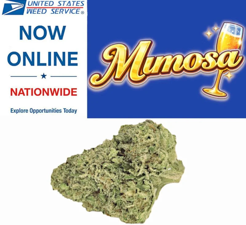 * Flower * - Mimosa 28g