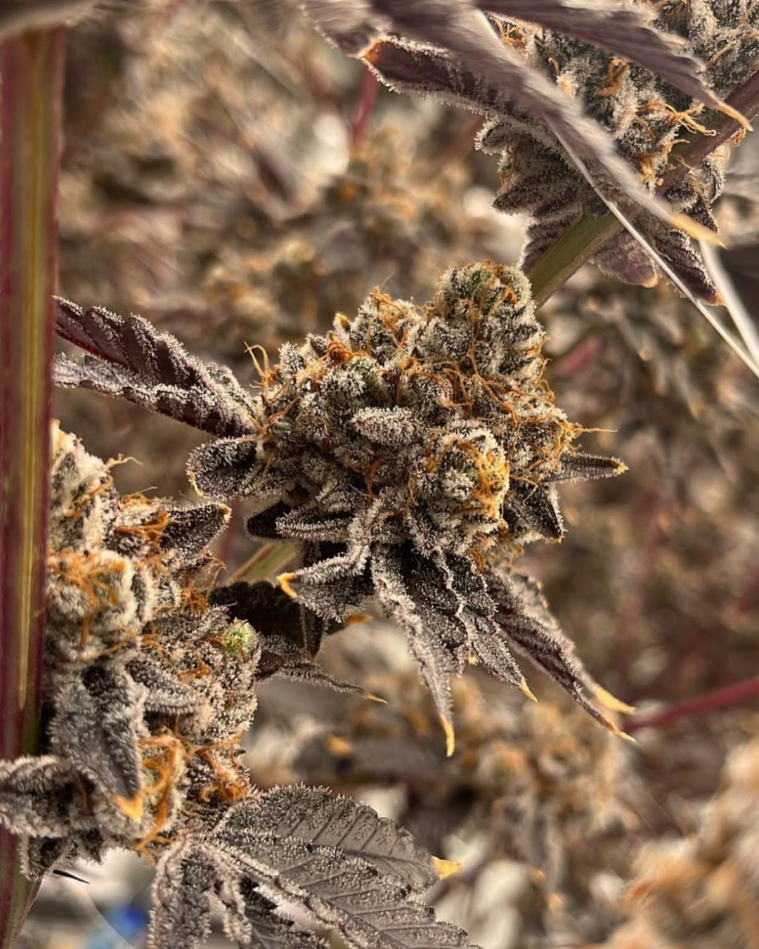 Limited Drop - Randy Payton - Stop Smoking Mids - CBD Flower 3.5g