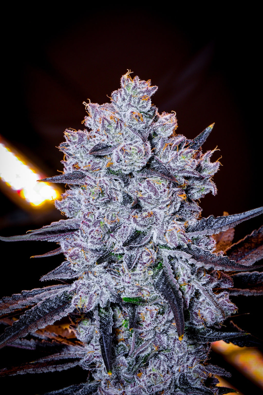 Why Am I So Happy By Spose - Greatest Runtz Ever - Cbd Flower 3.5g