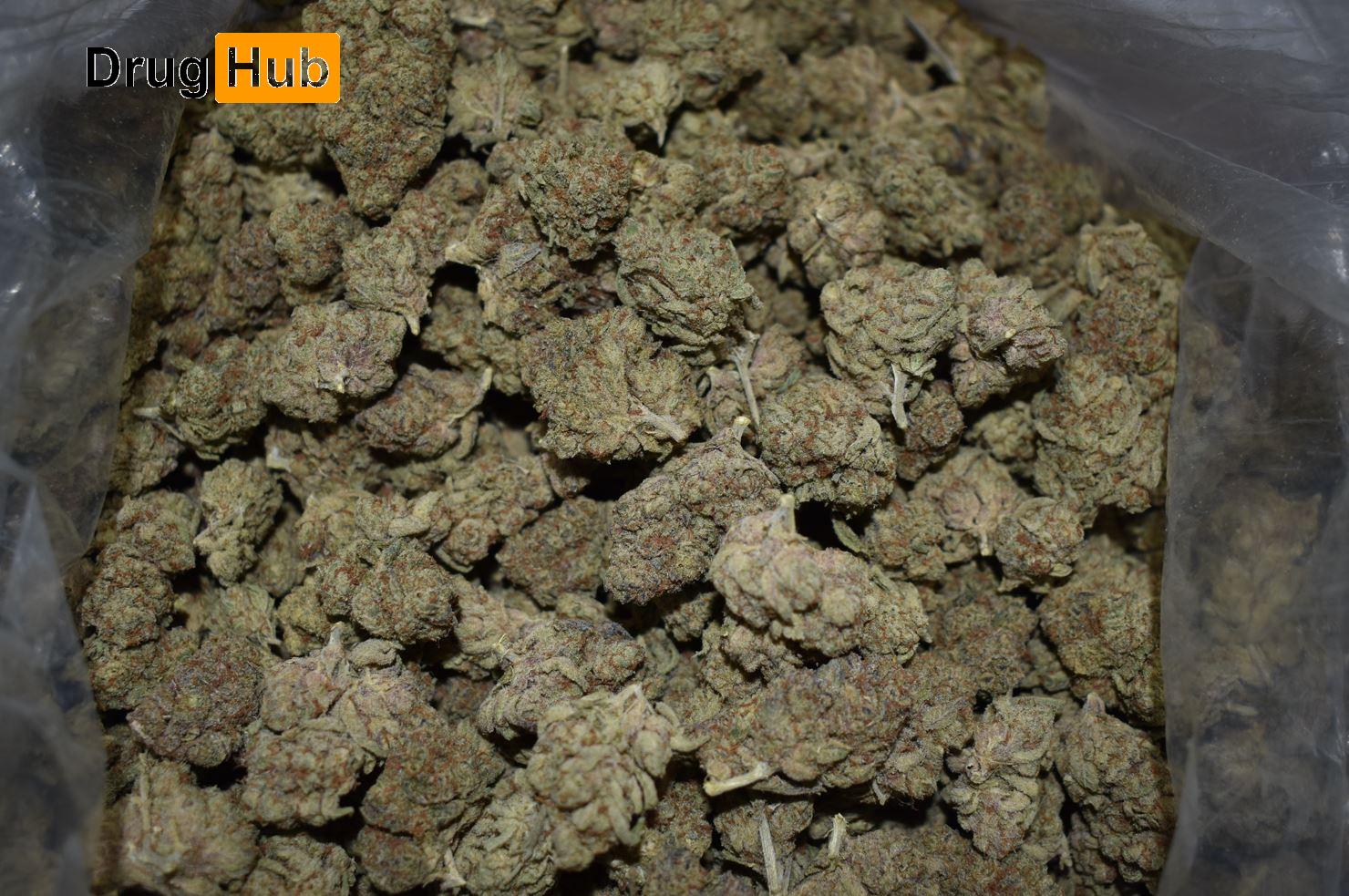 1 Pound Cannabis King Louis XIII