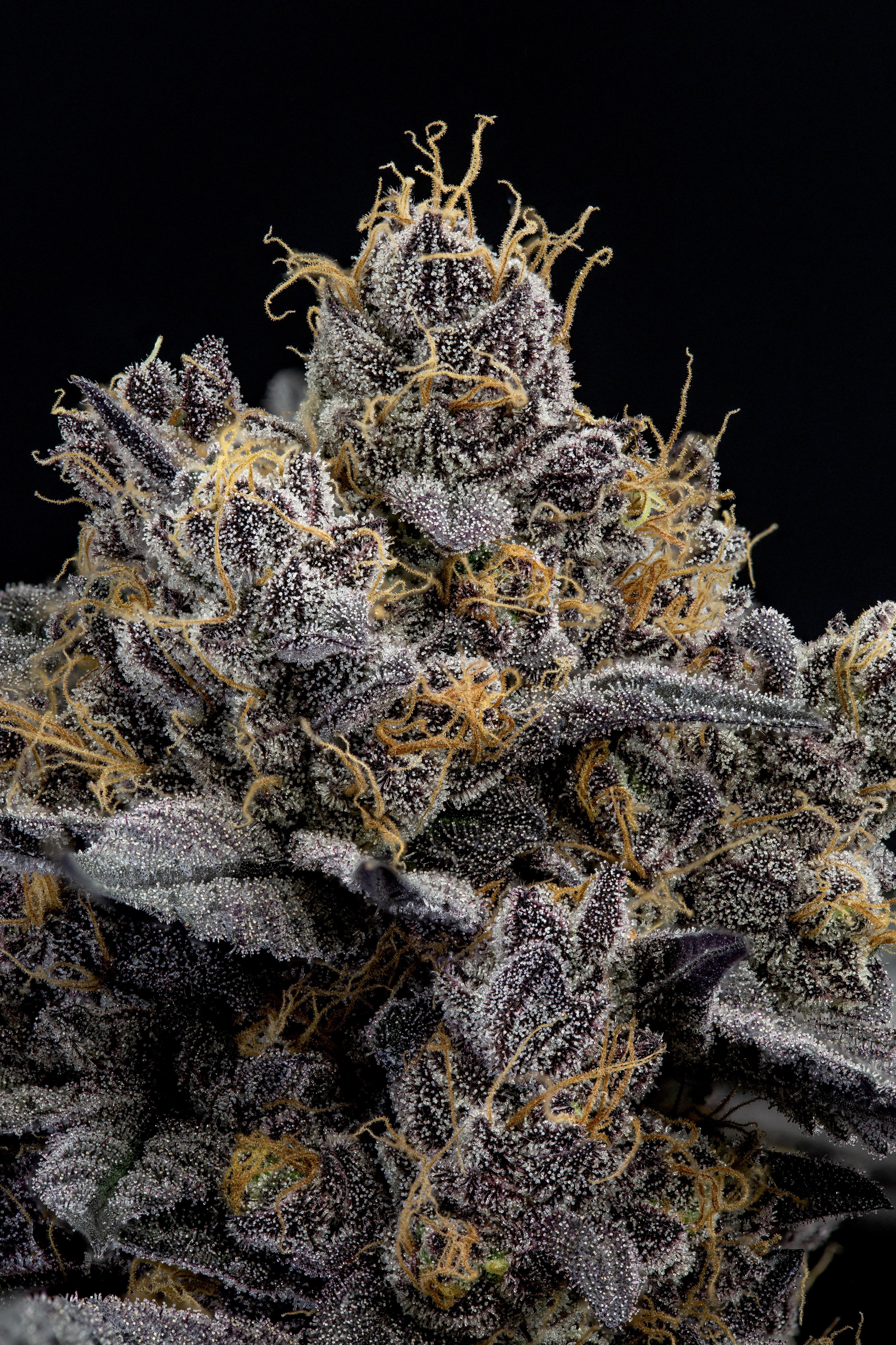 Hoodie Allen x Za Boyz - Crew Cuts - CBD Flower 28g