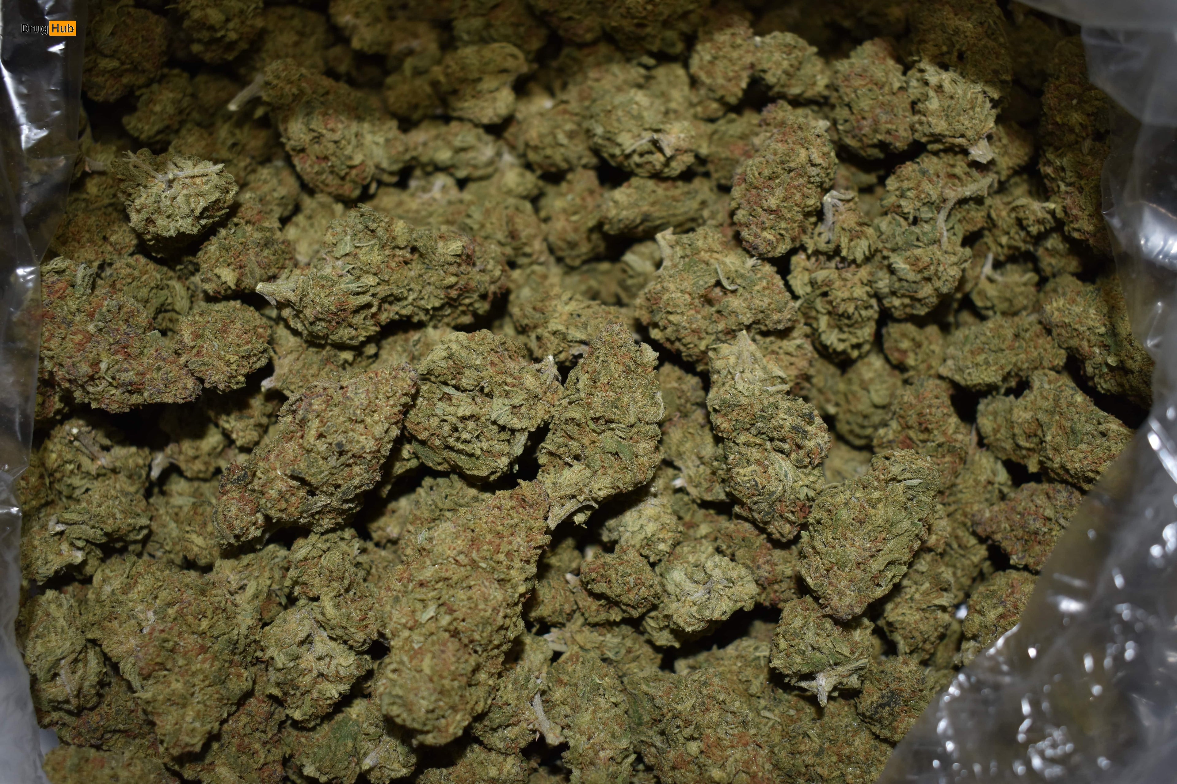 $495 1 Pound Cannabis DEAL Granddaddy Purple