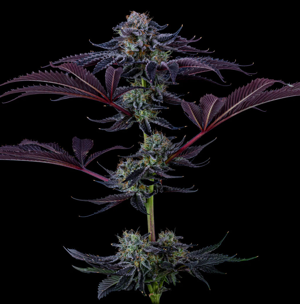 Metro Boomin - Want some more og - CBD Flower 14g