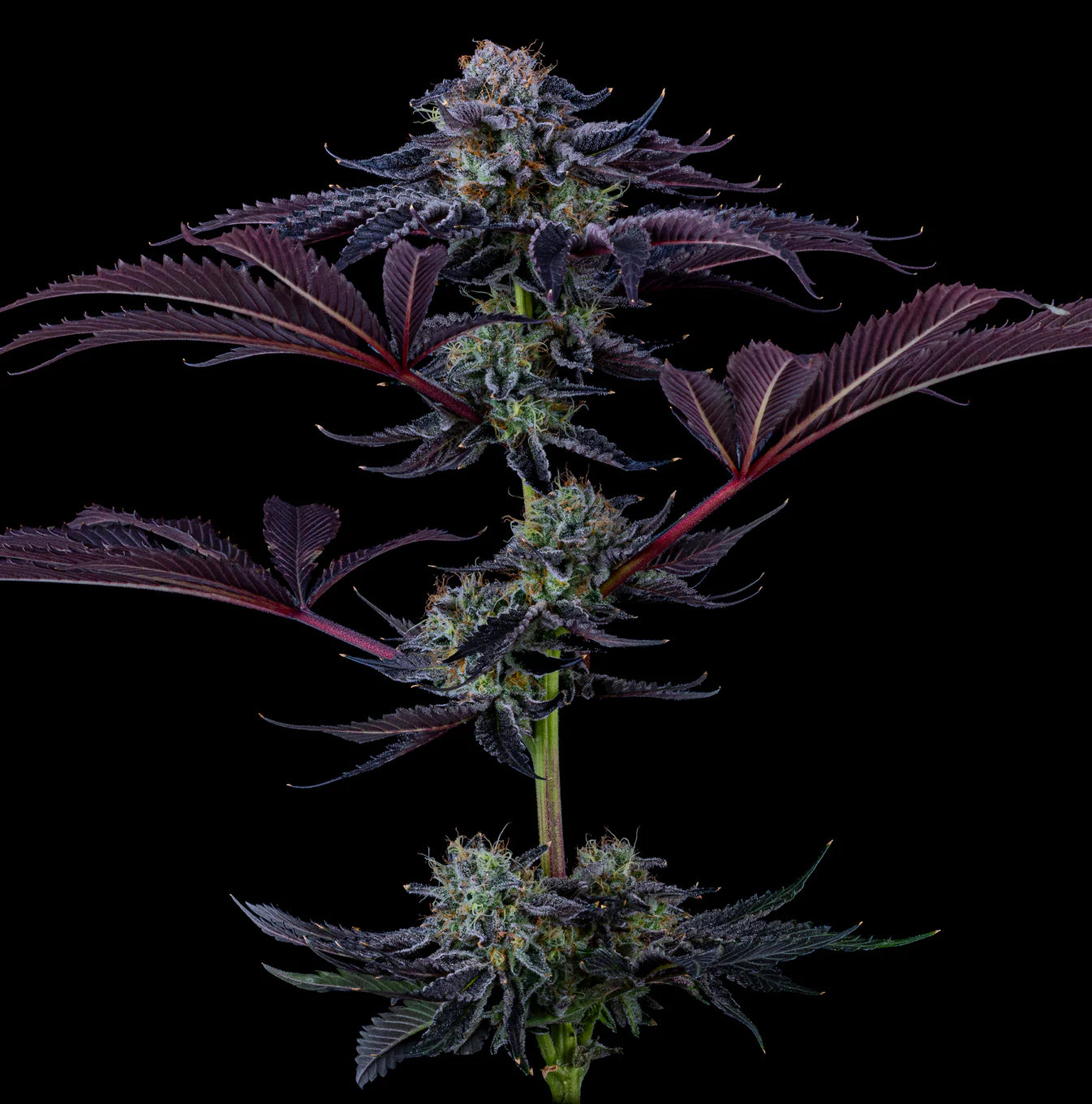 Metro Boomin - Want some more og - CBD Flower 14g